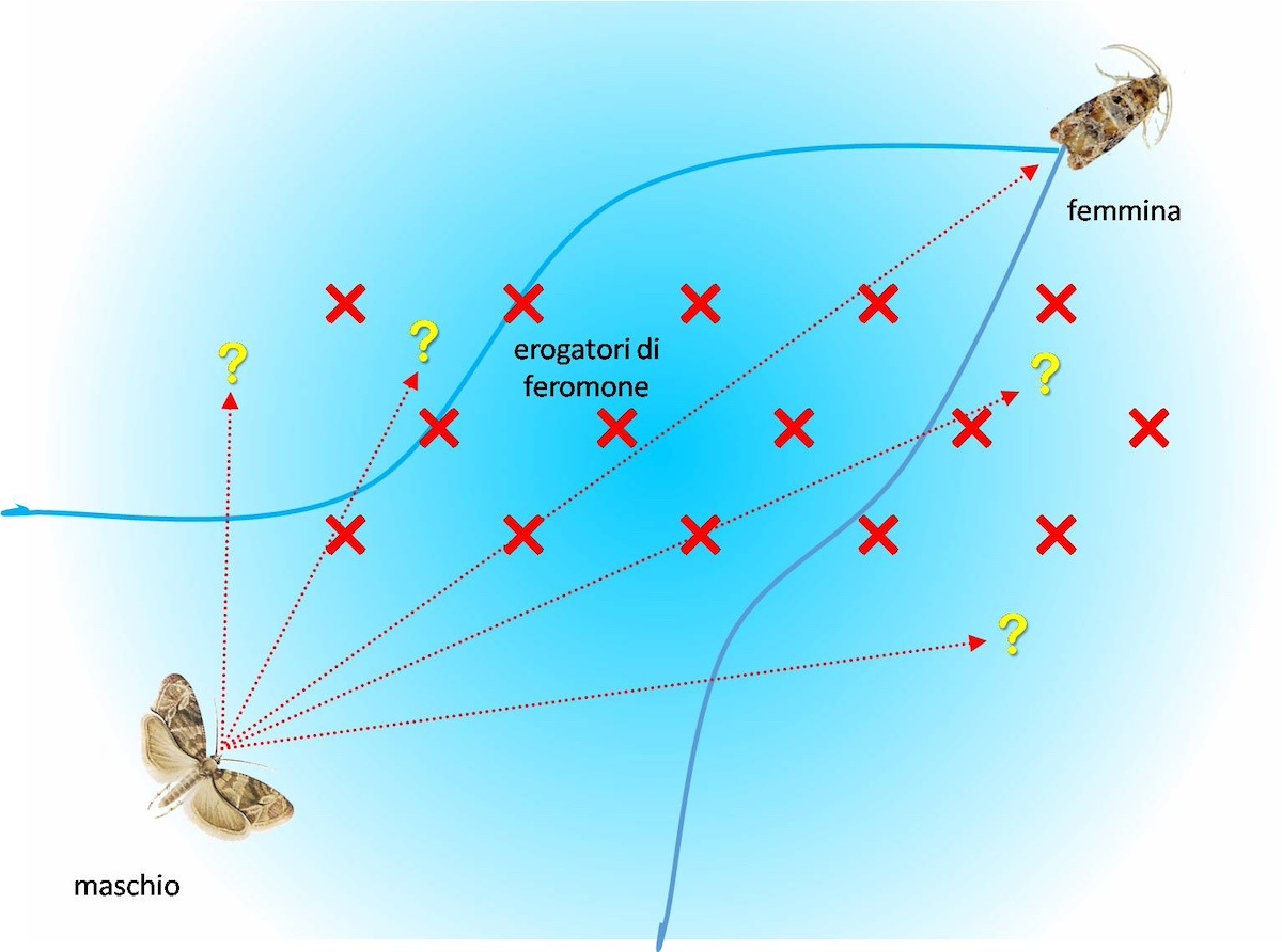 conf sessuale 2 fitosanitario re.jpg